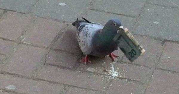 Птицы падают с неба