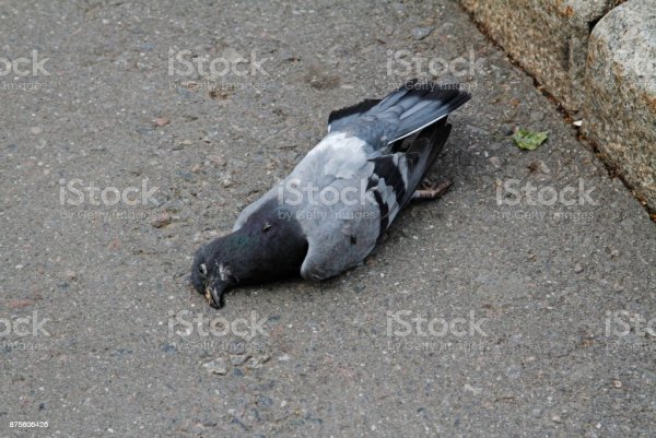 Голубь кереру