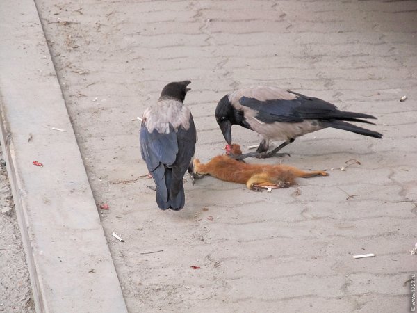 Алло Мем голубь