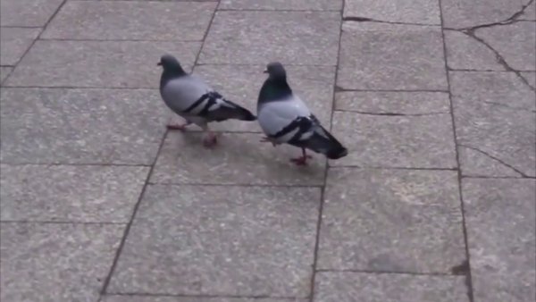 Грустный голубь