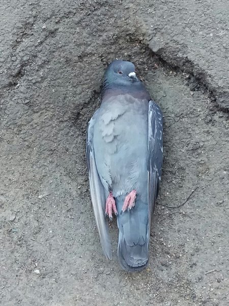 Голубь плачет