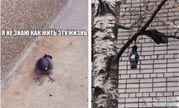 Шутки про голубей