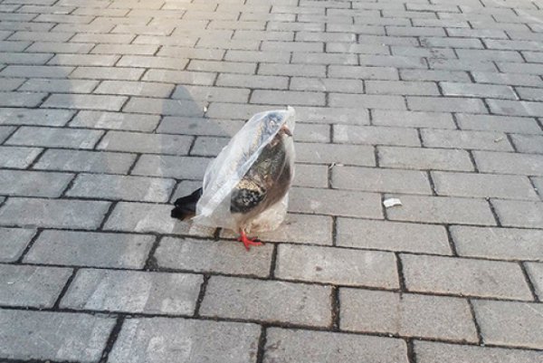 Милый голубь арт