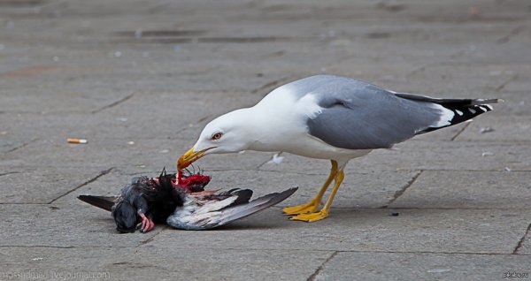 Сидячий голубь