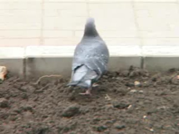 Смешные голуби сидит