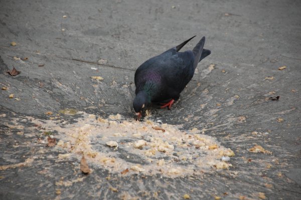 Голубь присел