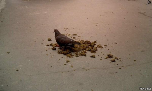 Голубиное гнездо на балконе