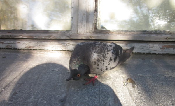 Что же с нами стало голубь