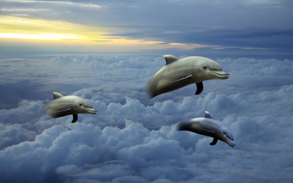 Дельфин в облаках
