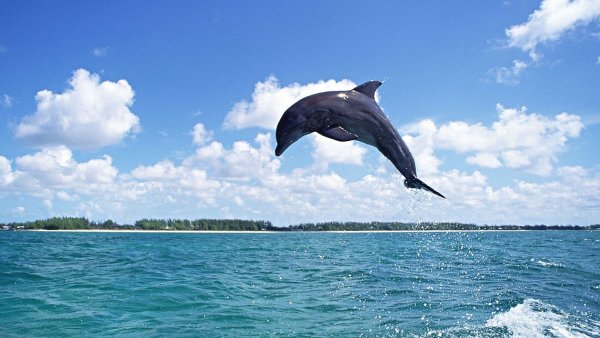 Дельфины ночью