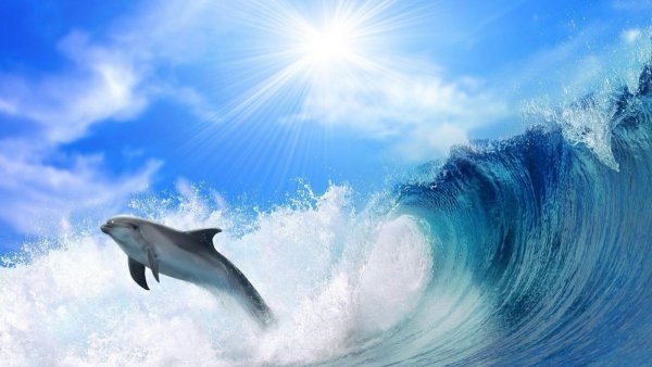 Фото дельфинов красивые в море