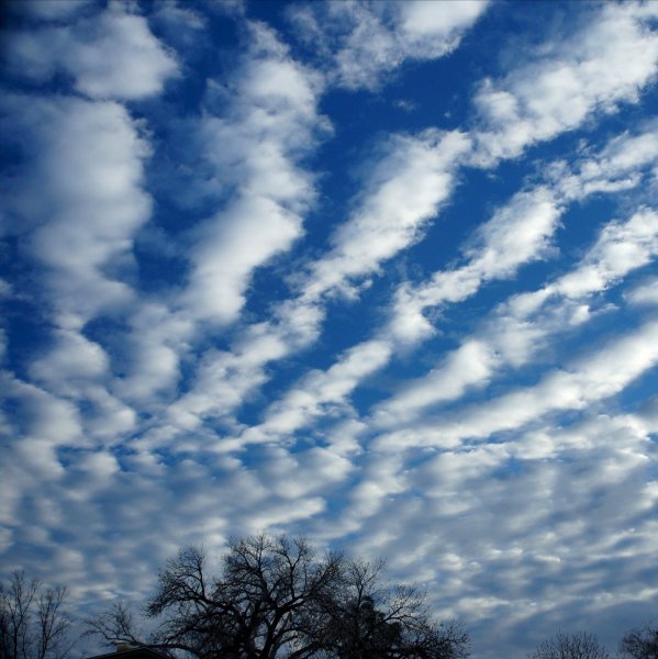 Птица свободы