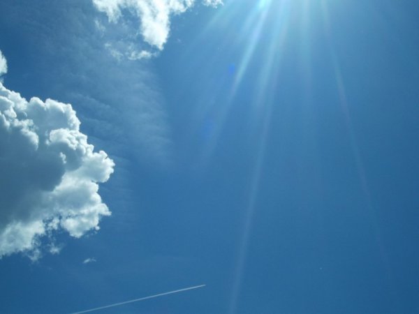 Панорама леса