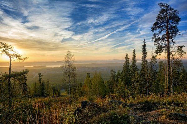 Тайга зимой