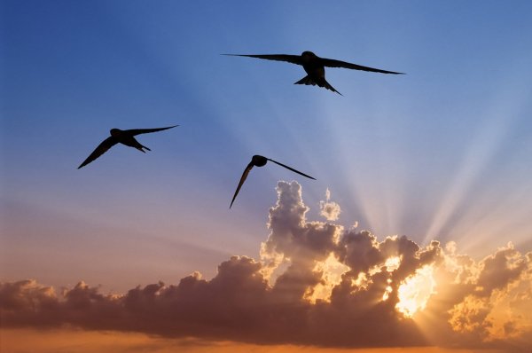 Ласточки в небе