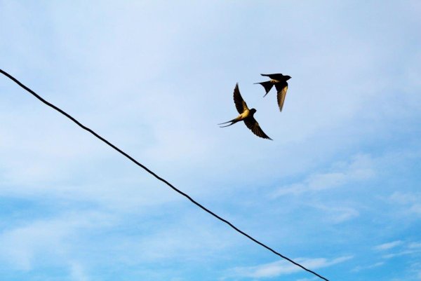 Ласточки в городе