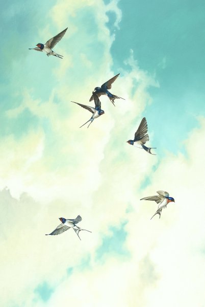 Стая ласточек