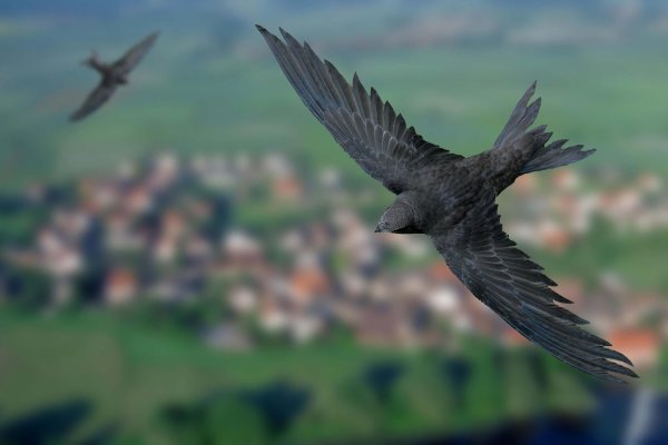 Чёрный Стриж