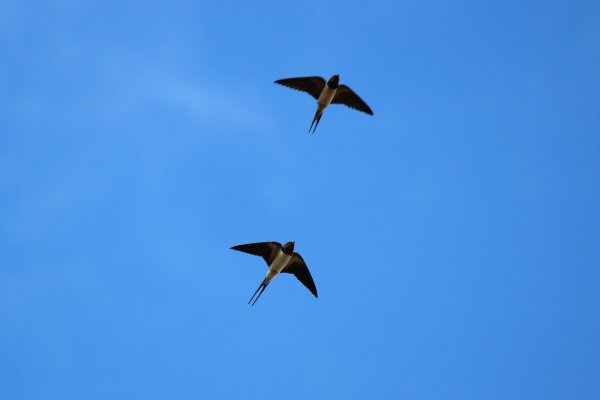 Ласточки в небе