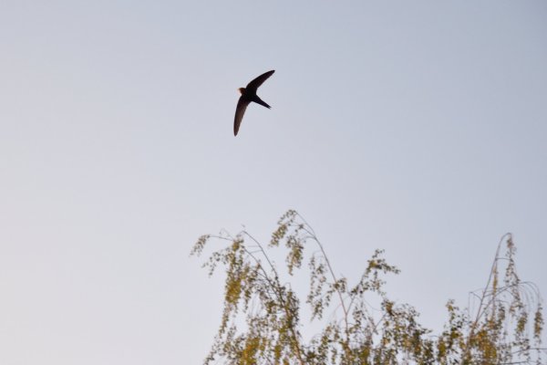 Ласточки в небе