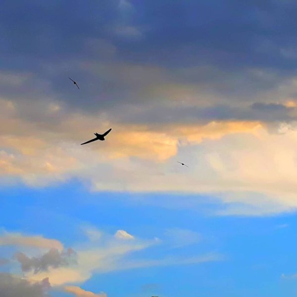Ласточки в небе