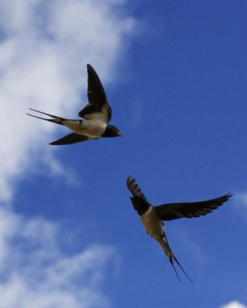 Ласточки в небе