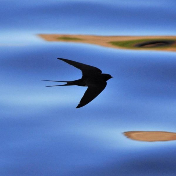 Ласточки полет