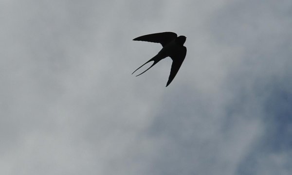 Ласточки летают