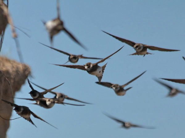 Стая ласточек