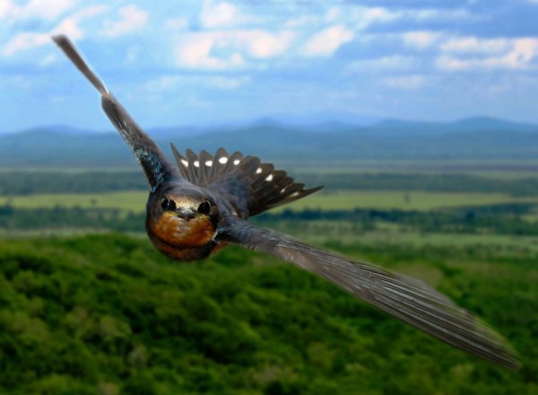 Ласточки полет