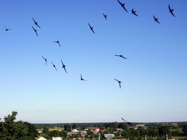 Стрижи прилетели