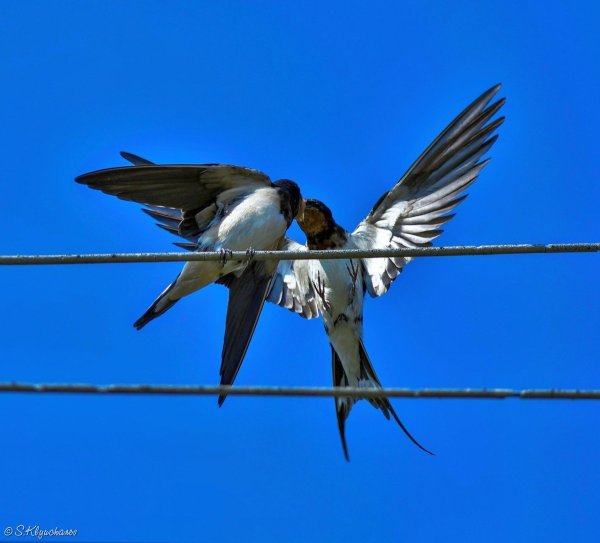 Стриж и Ласточка