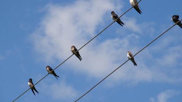 Ласточки прилетели