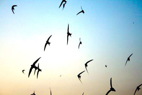 Ласточки улетают