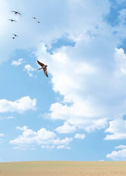 Птица высоко в небе