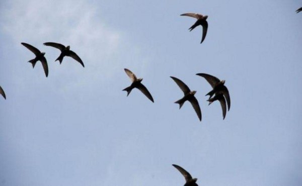 Стая ласточек