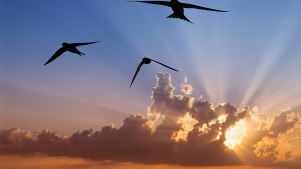 Ласточки в небе