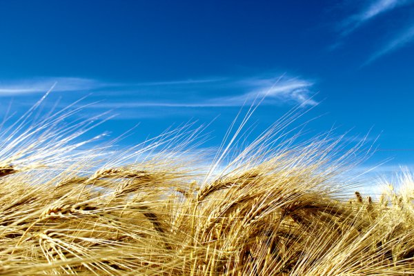 Пшеничное поле