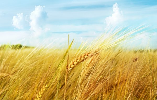 Поле с колосками пшеницы