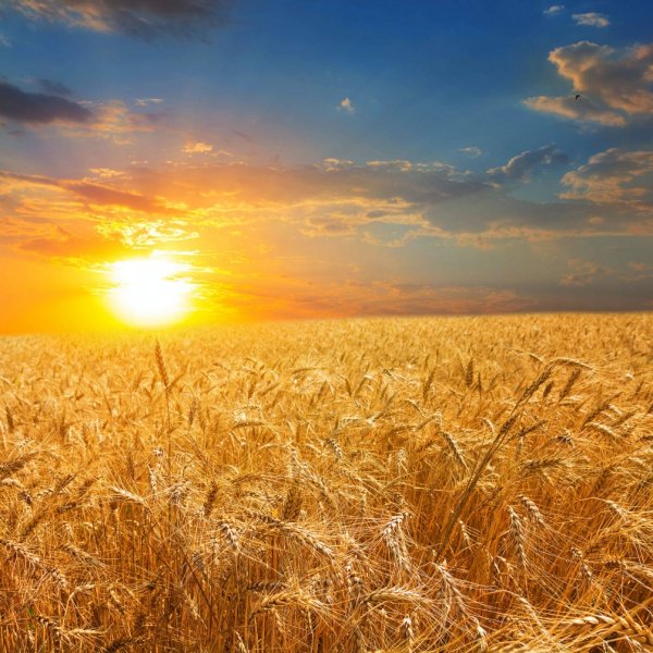 Поле пшеницы