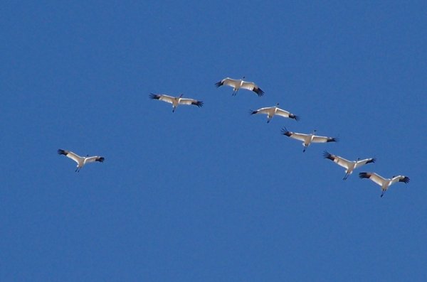 Клин журавлей в небе