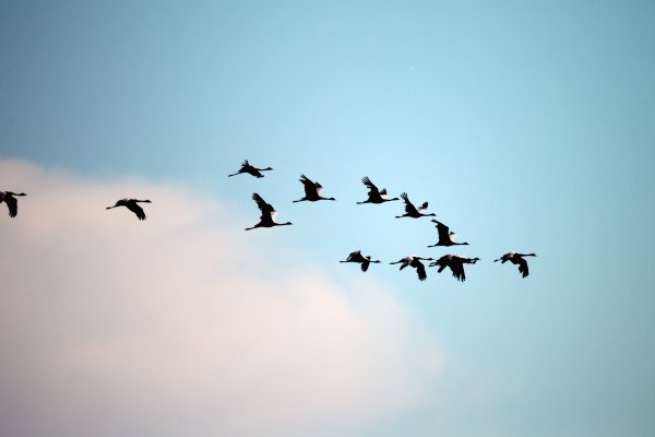 Клин журавлей