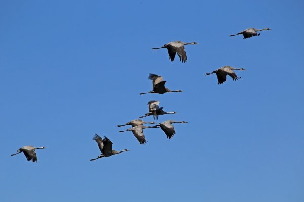 Клин журавлей