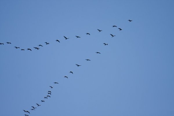 Журавлиный Клин