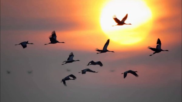 Стая аистов