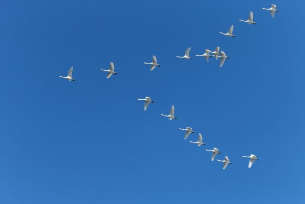 Птицы разлетаются