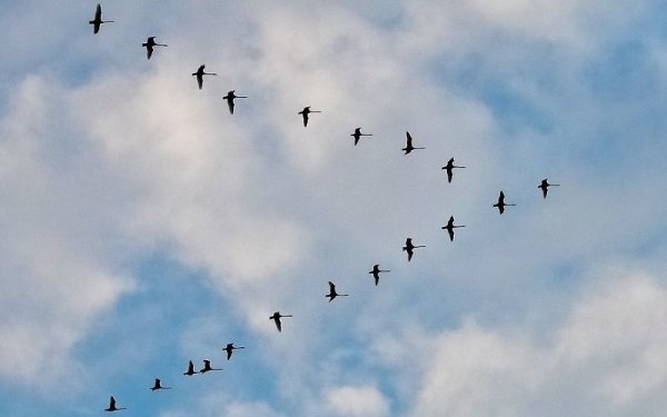 Журавлиный Клин в небе живопись