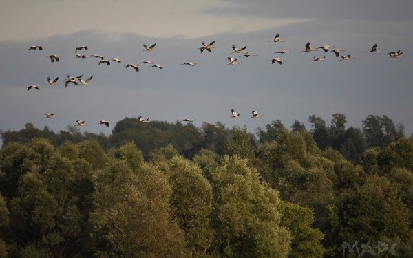 Журавлиный Клин осенью живопись