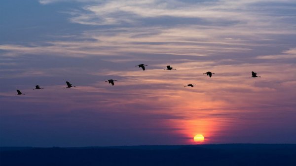 Птицы улетают на Юг