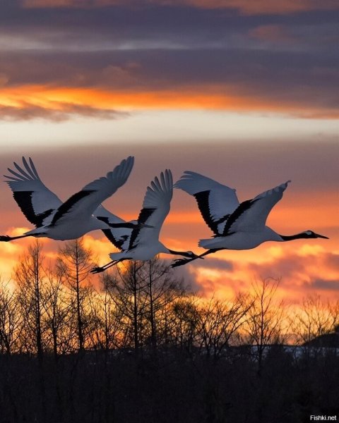 Лебедь летает